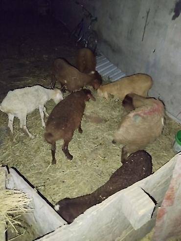 qoyun qiymətləri: Qoyun və quzu sürüsü - Şəkillərdə müxtəlif rənglərdə (qəhvəyi, ağ — 2