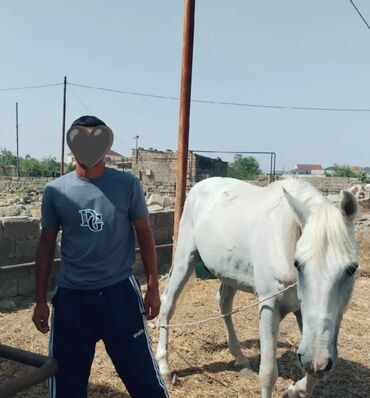 Tulumlar: Prakata at 🐎