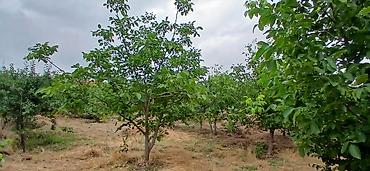 xizi: 20 sot, Mülkiyyətçi — 5