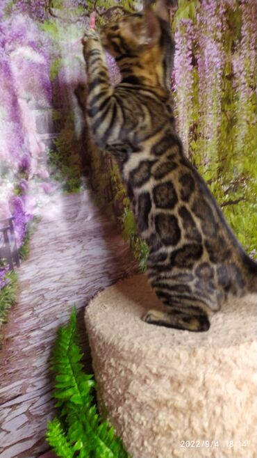 Продажа кошек: Красивейшая бенгальская кошечка 6мес. Профессиональный Питомник — 6