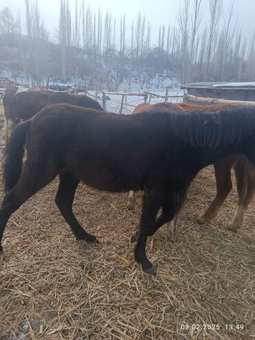 ат ахилес: Продаю | Foal | Half-breed | Slaughter, For breeding | Gelding