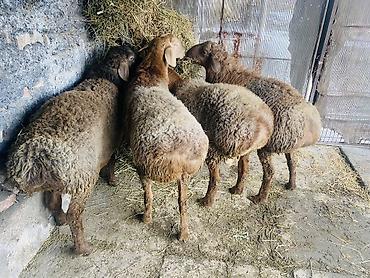 Продам с/х животных: Продаю | Баран (самец) | Для разведения — 1