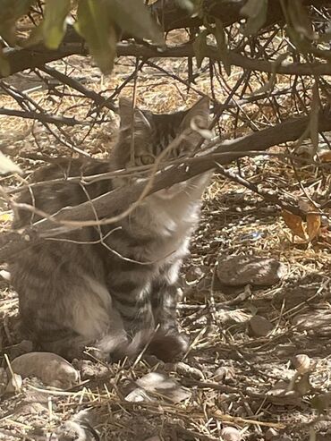 Отдам даром кошку: Кошка даром: Беспородная, 3 месяца, Мальчик, Метис, Проглистована — 5