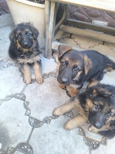 колли собака: Немецкая овчарка, 1 месяц, Самка — 4