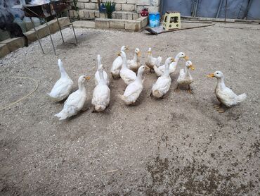 Akvarium aksessuar və ləvazimatları: 20m Pekin ördekleri tam sağlam göz qabağda isdeyen whasappda yazsın
