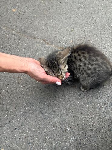 кошка домашний: СРОЧНО! Котёнок может погибнуть! Девочка, около 3 мес. Очень ласковая