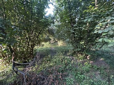 Kirayə torpaq sahələri: Kənd təsərrüfatı -da lalafo.az — 21 Kirayə torpaq sahələri: Kənd təsərrüfatı — 21