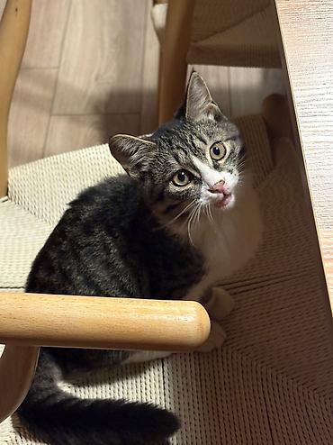 кошка табби: Котёнок коротколапкий, короткошерстный полосатый с белыми лапками 4 — 8