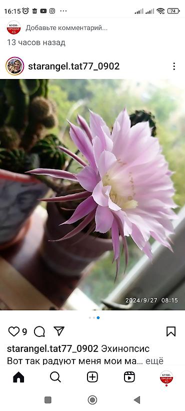 Другой декор и предметы интерьера: Распродажа алоэ и другие цветы по 100 сом — 15