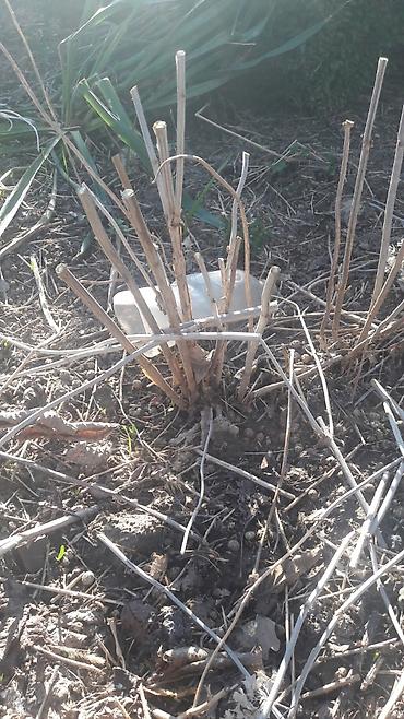 Гортензия: Гортензия БЕЛАЯ садовая. Крупные БЕЛЫЕ шары с футбольный мяч — 21