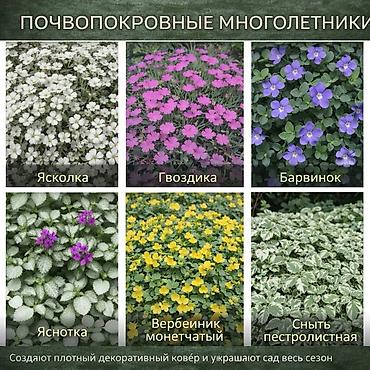 Другие садовые цветы и кустарники: Https://t.me/blooming_garden_kg Редкие и эффектные декоративные — 25