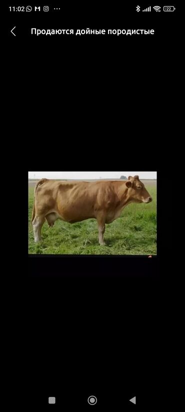 Коровы, быки: Продаю | Корова (самка) | Для разведения, Для молока | Стельные