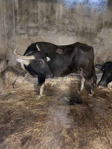 Inəklər, öküzlər: 2 ana camiş 2 erkey bala balalar 4 ayliqdi camişdar her biri 6 litr