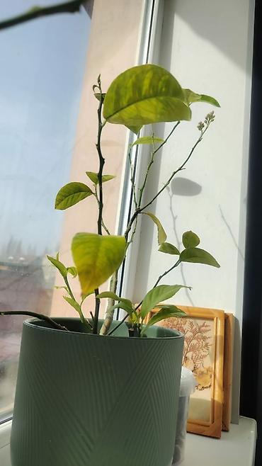Фикусы: Комнатные цветы. Кактус. Лилия.кактус Эпифиллум (Epiphyllum) или — 6