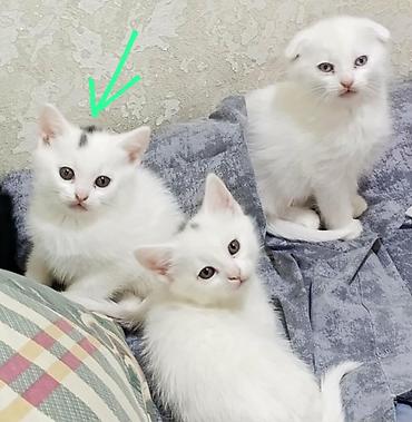 Кошки: Məhsul: Pişik balaları Təsvir: - Şirin pişik balaları müxtəlif rəng — 2