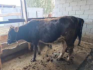 Коровы, быки: Продаю | Бык (самец) | Герефорд | На откорм | Привязанные — 9