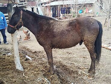 Лошади, кони: Продаю | Конь (самец) | Кара Жорго | На забой, Для разведения, Рабочий | Осеменитель — 4