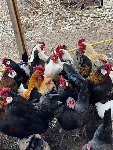 Куры, петухи: Продаю | Петух, Куры at lalafo.kg — 6 Куры, петухи: Продаю | Петух, Куры — 6