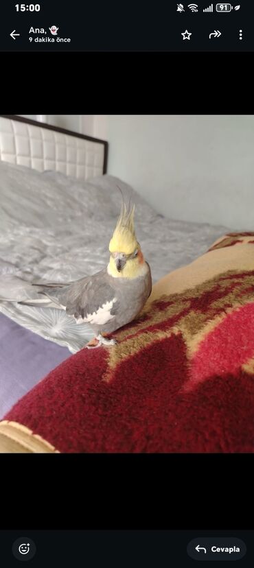 Tutuquşları: 9 aylıq sağlam korella təcili satılır 9 ayliqdir erkekdir yem qabı si — 4