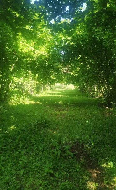 rayonlarda torpaq alqi satqisi: 37 sot, Tikinti, Kupça (Çıxarış)