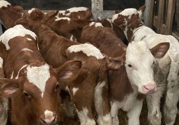 продаю музоо торпок корова самка бык самец айрширская ангус алатауская на забой для разведения на откорм племенные нетель привязанные: Продаю | Корова (самка), Бык (самец), Тёлка | Ангус, Герефорд, Голштин | На откорм, На забой, Для разведения