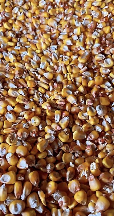 продажа кукурузу: Продаю абсолютно сухую кукурузу, погрузку организуем, около 100 тонн — 1