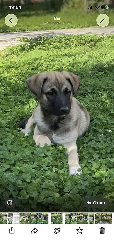 кошка золотая шиншила: Собака даром: Дворняжка, 3 месяца, Самец — 1