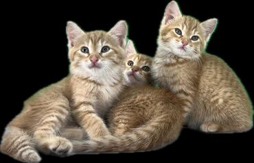 животные котята: Отдам рыжих котят в хорошие руки Приученные к лотку. Не привередливы