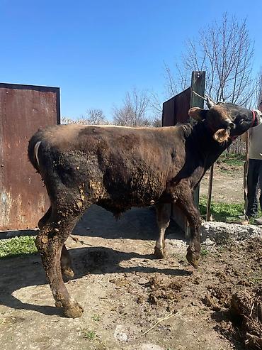 Коровы, быки: Продаю | Бык (самец) | На откорм | Племенные at lalafo.kg — 13 Коровы, быки: Продаю | Бык (самец) | На откорм | Племенные — 13