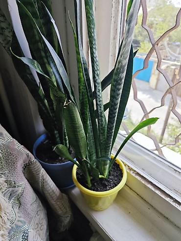 Sansevieria (Qaynanadili) otaq bitkisi - Növlər: Sansevieria