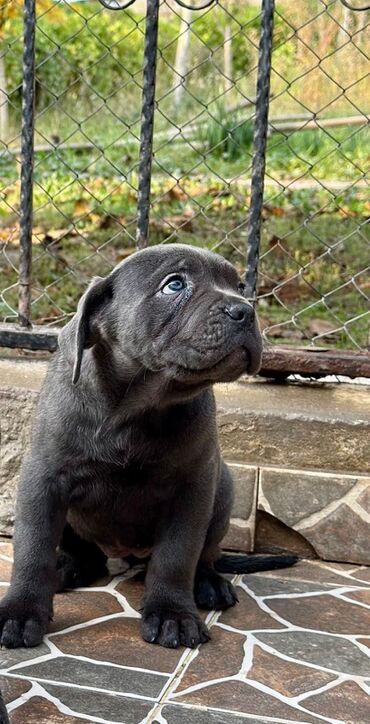 İtlər: Kane-Korso — 6