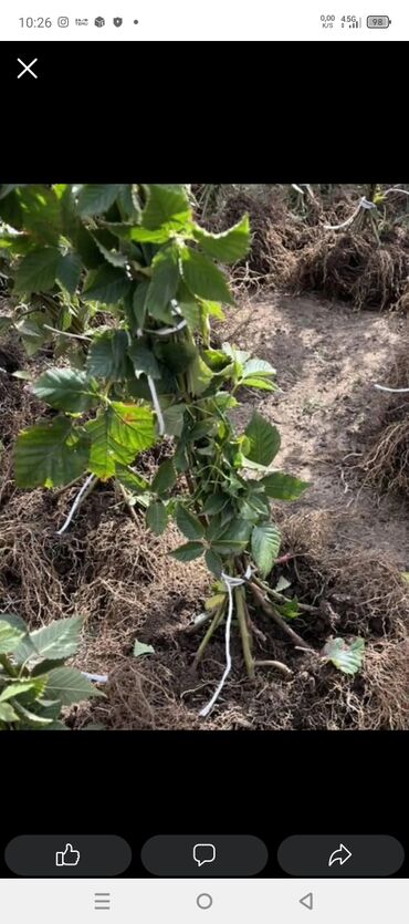 Şitillər: Sarı və qırmızı və qara moruq (çəpər) tingləri5-3-10 Məhsul: - Açıq — 7