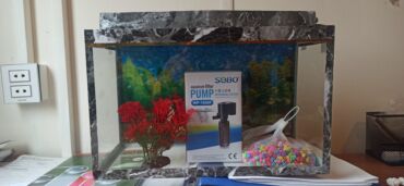 купить щенка кане корсо: Dördbucaq akvarium, Boş, 10 l, Ünvandan götürmə