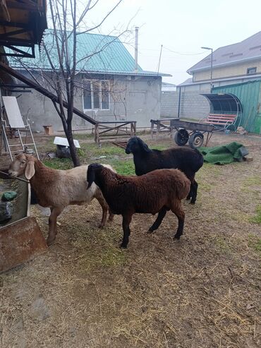 Бараны, овцы: Продаю | Ягненок, Баран (самец) | Арашан | На забой, Для разведения, Для шерсти | Племенные, Осеменитель — 5