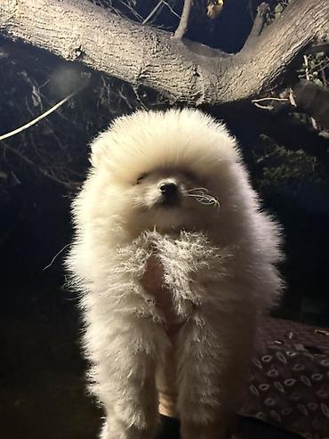 karlik pudel satisi: Şpitz, 2 ay, Dişi, Pulsuz çatdırılma, Ödənişli çatdırılma — 2