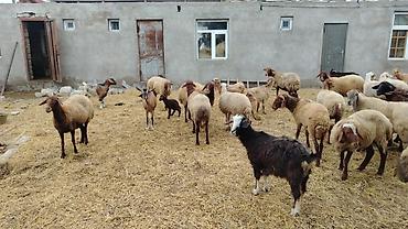 Mal-qara: Qoyun-keçi sürüsü Məhsul təsviri: - Qarışıq sürü: qoyun və keçilər — 5