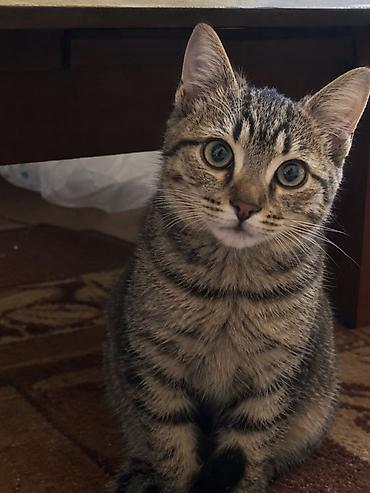 Котёнок, тигровый табби - Окрас: классический тигровый табби —
