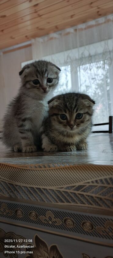 Pişiklər: Şotland — 4