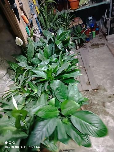 день сяпина: Спатифиллум (Spathiphyllum) в горшке - Пышный куст с крупными — 5