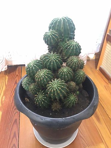 Другие растения: Echinopsis (Kirpi kaktus) – çoxlu pöhrəli, iri ölçülü dekorativ kaktus — 3
