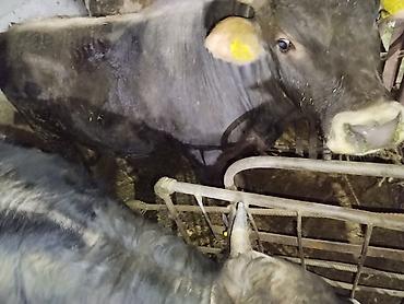 Коровы, быки: Продаю | Бык (самец) | На откорм | Привязанные — 8