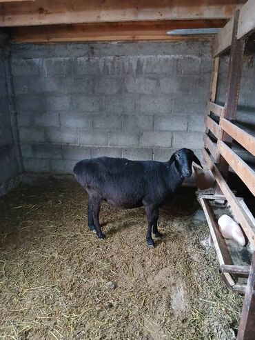 сколько стоит щенок ретривера: Продаю | Овца (самка) | На забой at lalafo.kg сколько стоит щенок ретривера: Продаю | Овца (самка) | На забой
