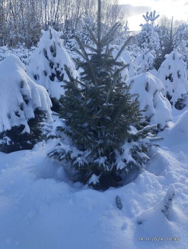 Декоративные деревья: Саженцы деревьев: Ели, Бесплатная доставка — 8