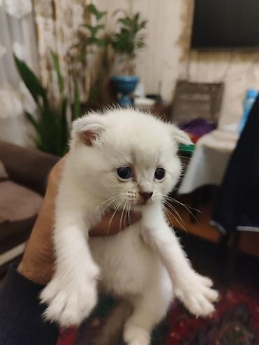 Pişiklər: Britan — 15