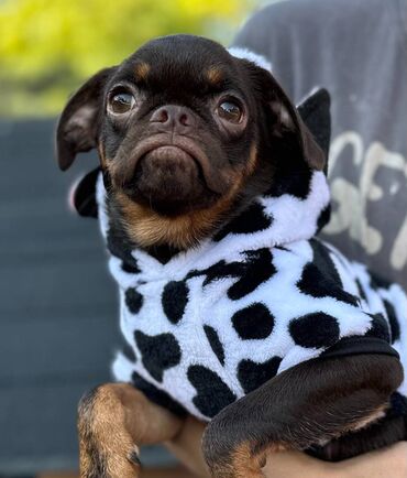 Psi: Na prodaju 4 ženke: Belgijski Grifon. Petit Brabancon. Exotic boja na lalafo.rs — 10 Psi: Na prodaju 4 ženke: Belgijski Grifon. Petit Brabancon. Exotic boja — 10