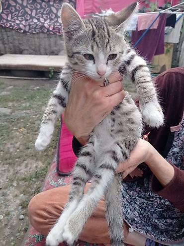 Кошки: Котята - Описание: игривые домашние котята из одного помёта. На фото — 3