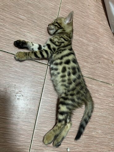 показы 1 354 72 договорная кошка даром британская короткошёрстная 1 год мальчик метис 2 позвонить написать: Бенгал, 2 айлык, Эркек, Кара, Лотокко барууга үйрөтүлгөн