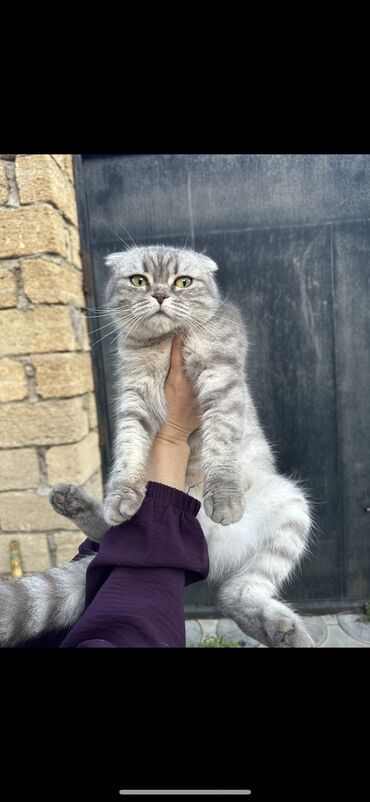 azərbaycan pişik adları: Şotland yastı qulaq