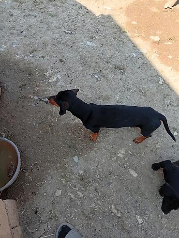 it satişi: Daxshund (qısa tüklü) tipli it - Rəng: qara-qəhvəyi (tan işarələr) - — 2