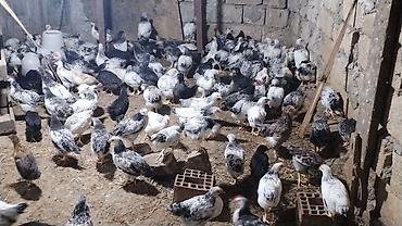 balaken heyvan satisi: 45 günlük Orginal Ataks və F6 cücələri Catdirilma var say çox olarsa — 5
